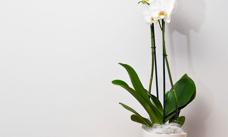 ¿Cómo cultivar y mantener orquídeas?