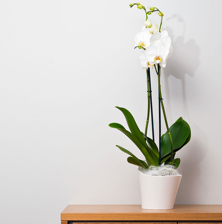 ¿Cómo cultivar y mantener orquídeas?