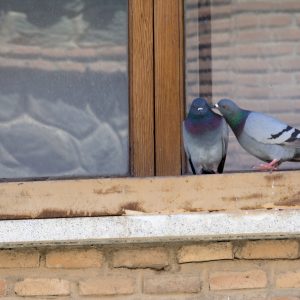 ¿Cómo alejar a los pájaros de la casa?